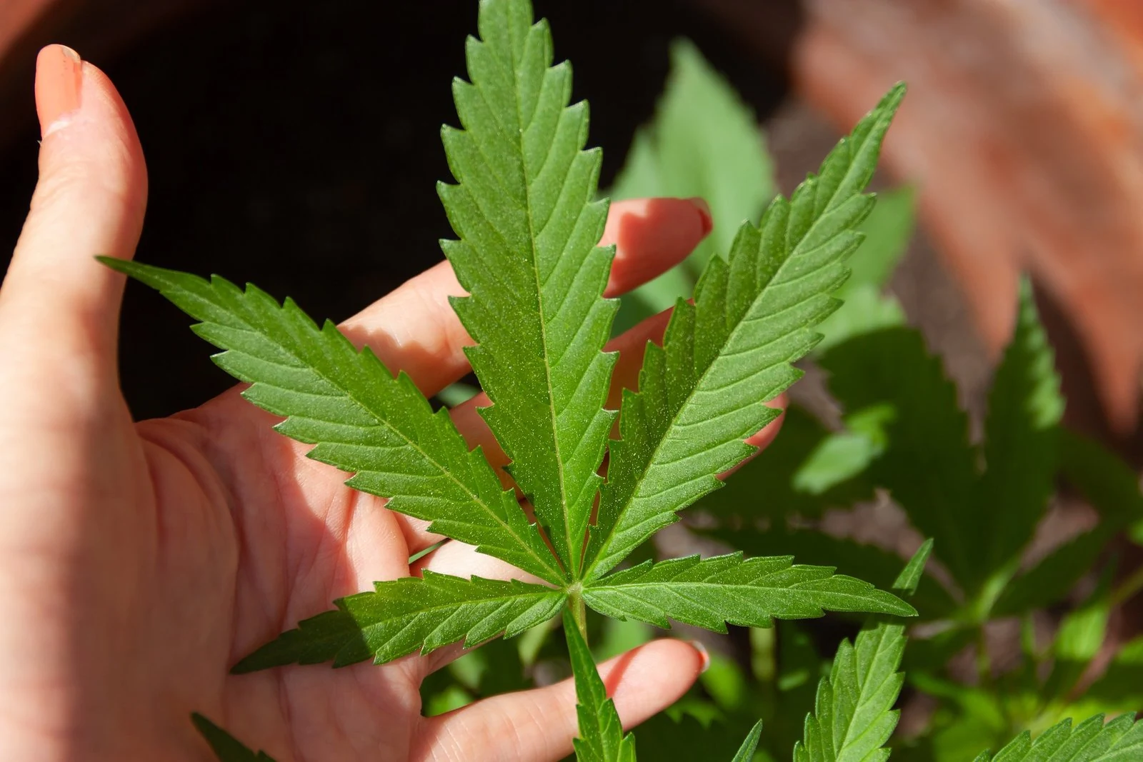 Detalle de una hoja de cannabis