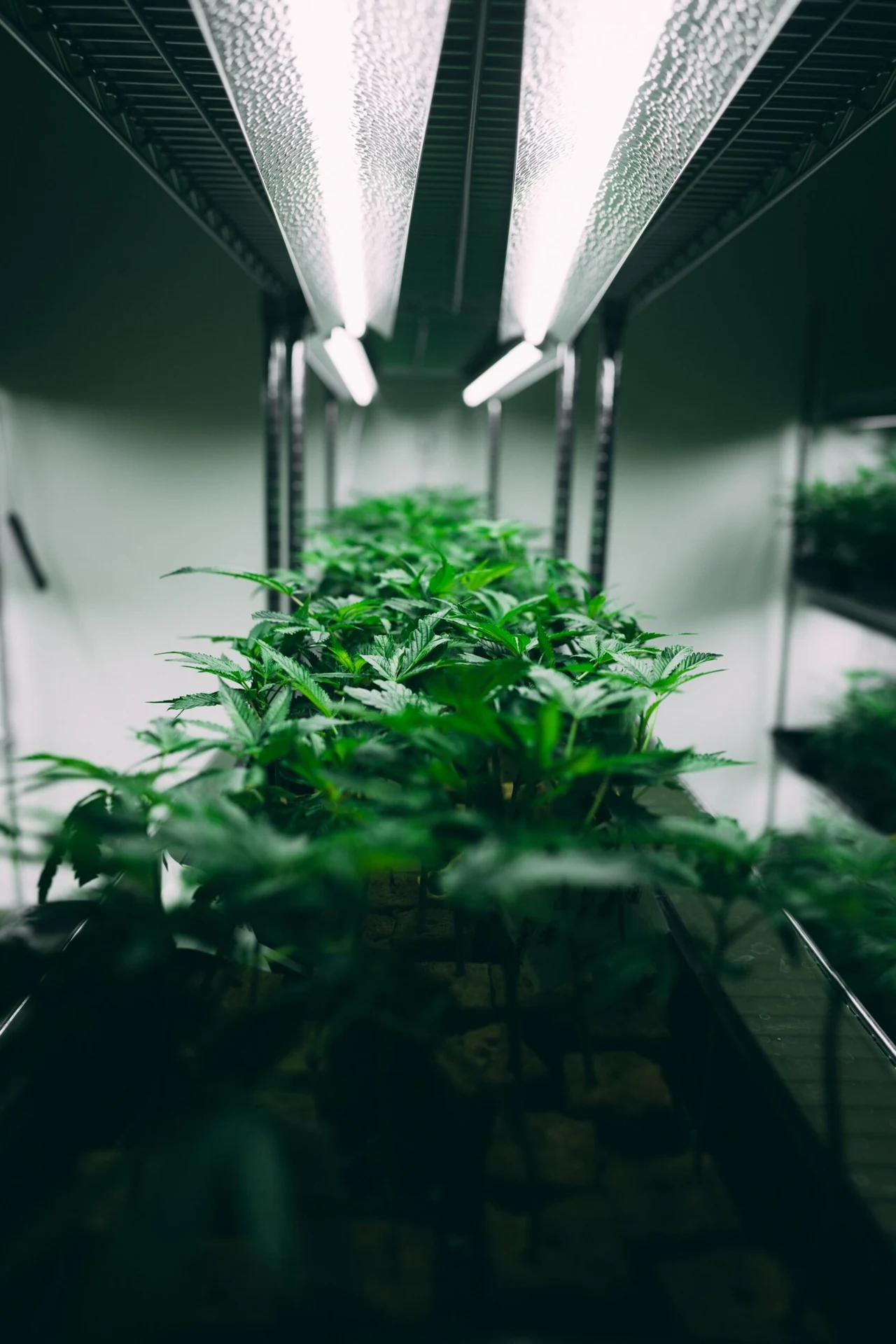 Cultivo de cannabis bajo iluminación controlada
